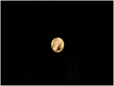 Moon morning setting behind tree limbs.jpg