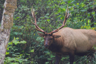 Bachelor Bull Elk