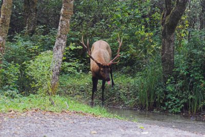 Bachelor Bull Elk