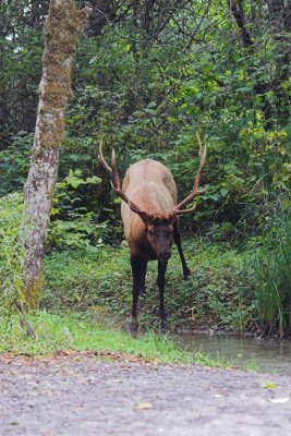Bachelor Bull Elk