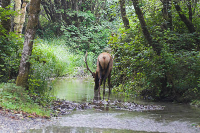 Bachelor Bull Elk