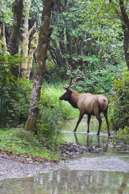 Bachelor Bull Elk