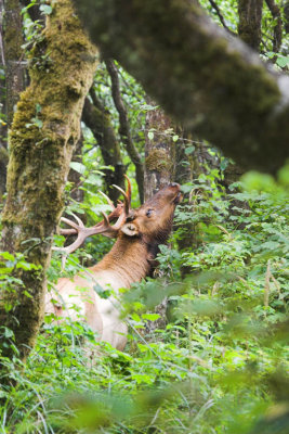 Bachelor Bull Elk
