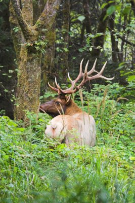 Bachelor Bull Elk