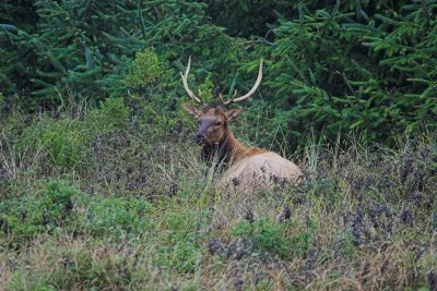 Bachelor Bull Elk