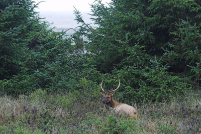 Bachelor Bull Elk