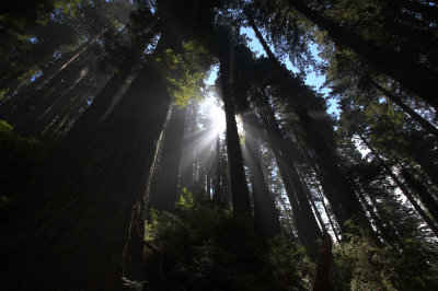 redwoods