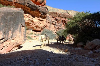 Mule train on it's way to pickup a load