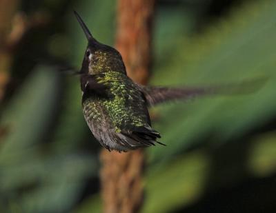 Click here for HummingBirds