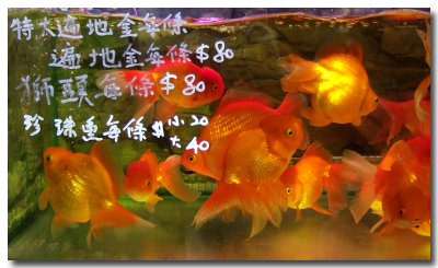gold fish.jpg