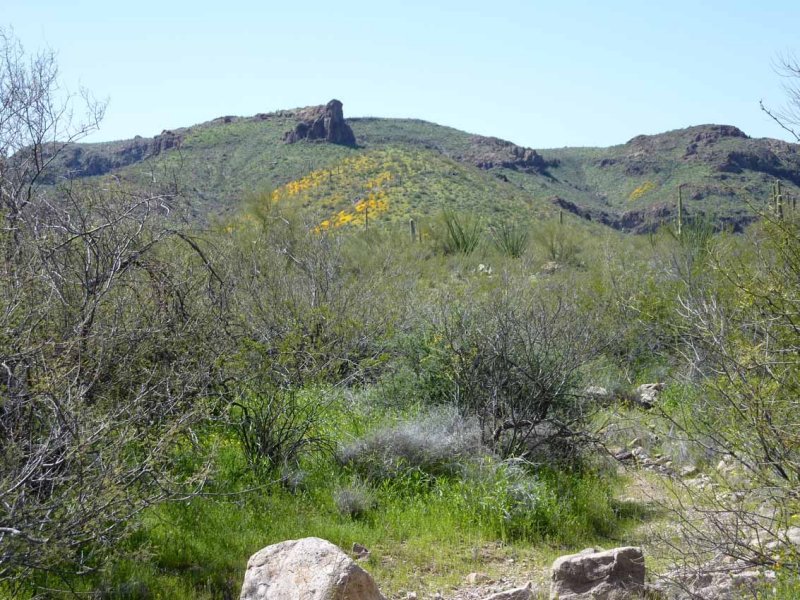 Yellow Poppies on Mountainsides