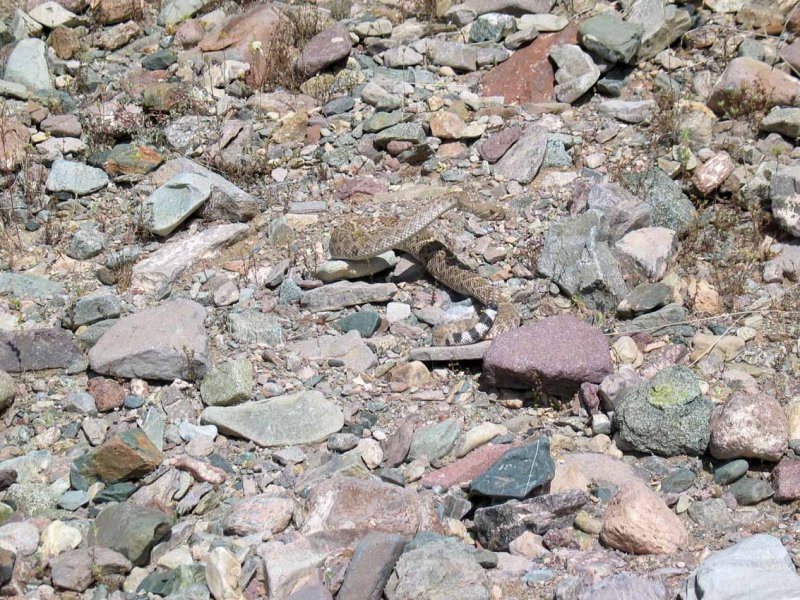 Rattlesnake in Wash