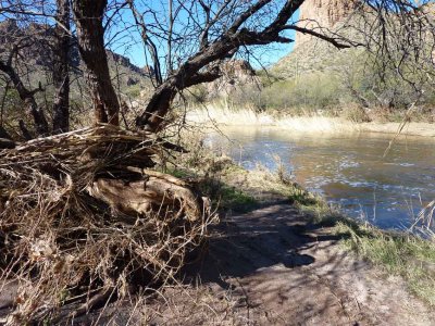 Here's How High the Water Was - Debris Caught in Tree