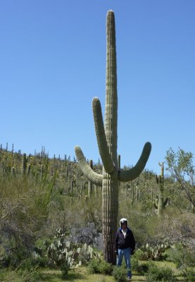 Giant Saguaro
