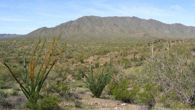 Ocatillo in Bloom