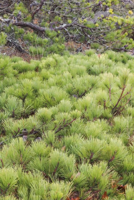Scrub Pine Provincetown
