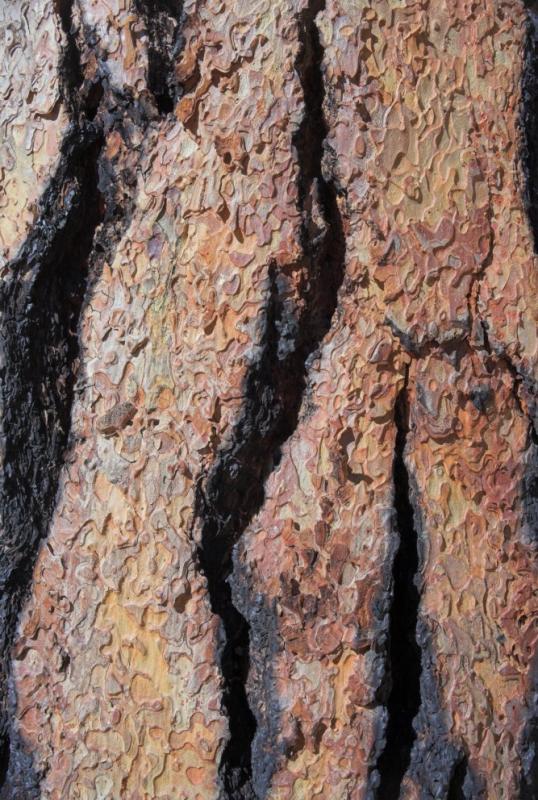 Bark Detail
