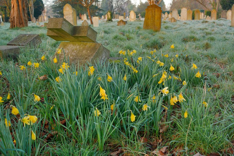 February 2008 : Daffs and Cross
