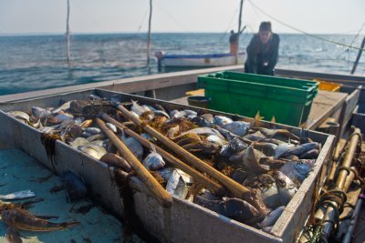 Weir_Fishing_Stage_Harbor3-15.jpg