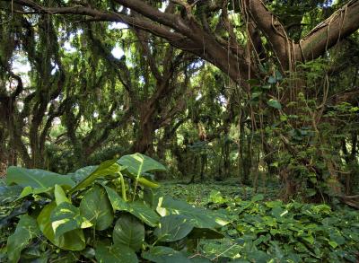 Honolua Bay Forest