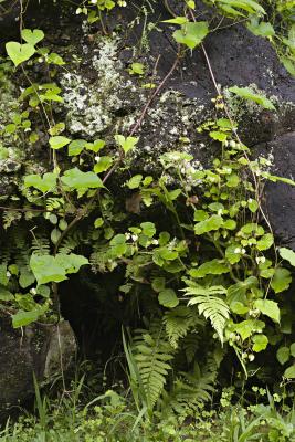 Lava Rock and Ferns