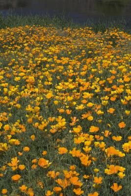 California Poppy