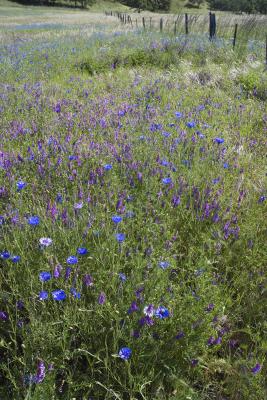 Camas Lily and Fence