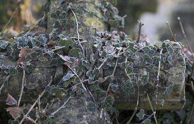 ivy cross 64AT4275_prem-01 copy.jpg