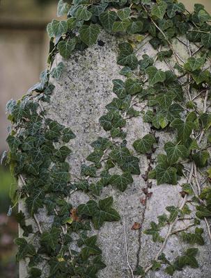 ivy gravestone frost 64AT4153_prem-01 copy.jpg