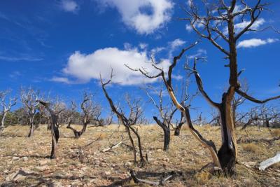 Burned Trees