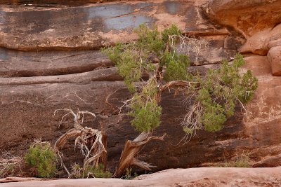 juniper sandstone cliff_C7A0152.jpg