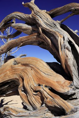 Bristlecone Root