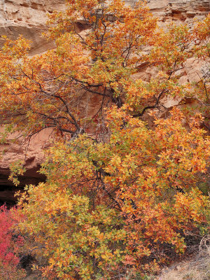 Oak and Sandstone Cliff