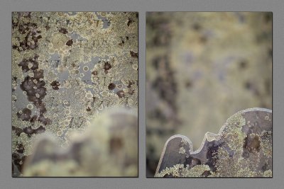 November : Barnstable Cemetery Lichen on Headstones
