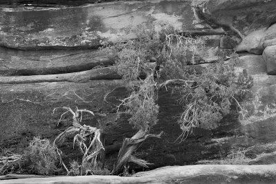 juniper sandstone cliff_C7A0150 bw.jpg