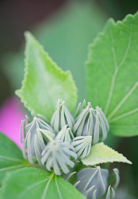 Swamp Mallow buds