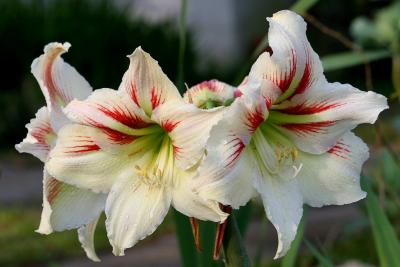 Amaryllis