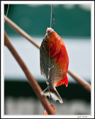 Red Belly Pirahana