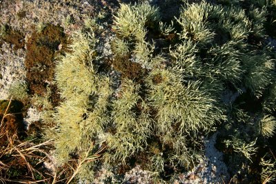 Lichen in February.jpg