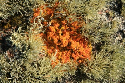 More lichen.jpg