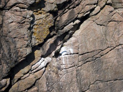 Nesting Shags.jpg