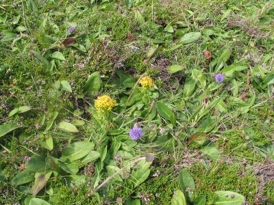Wild flowers.jpg