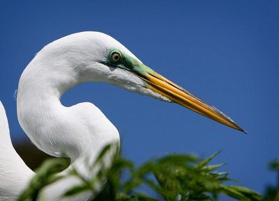 Great White Egret