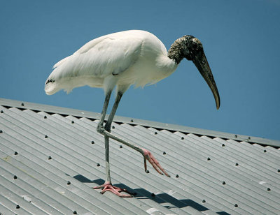 Stork on a Hot Tin Roof