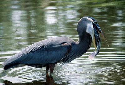 Great Blue Heron ----