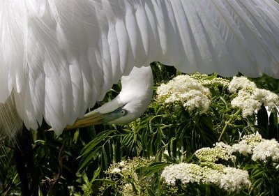 Preening -- Upside Down
