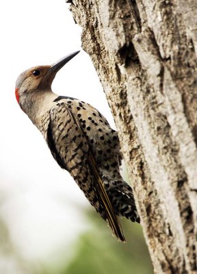 woodpecker-01.jpg