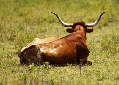 Texas longhorn