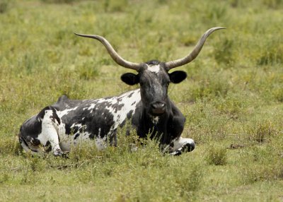 Texas longhorn
