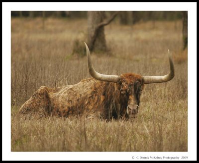 Texas longhorn